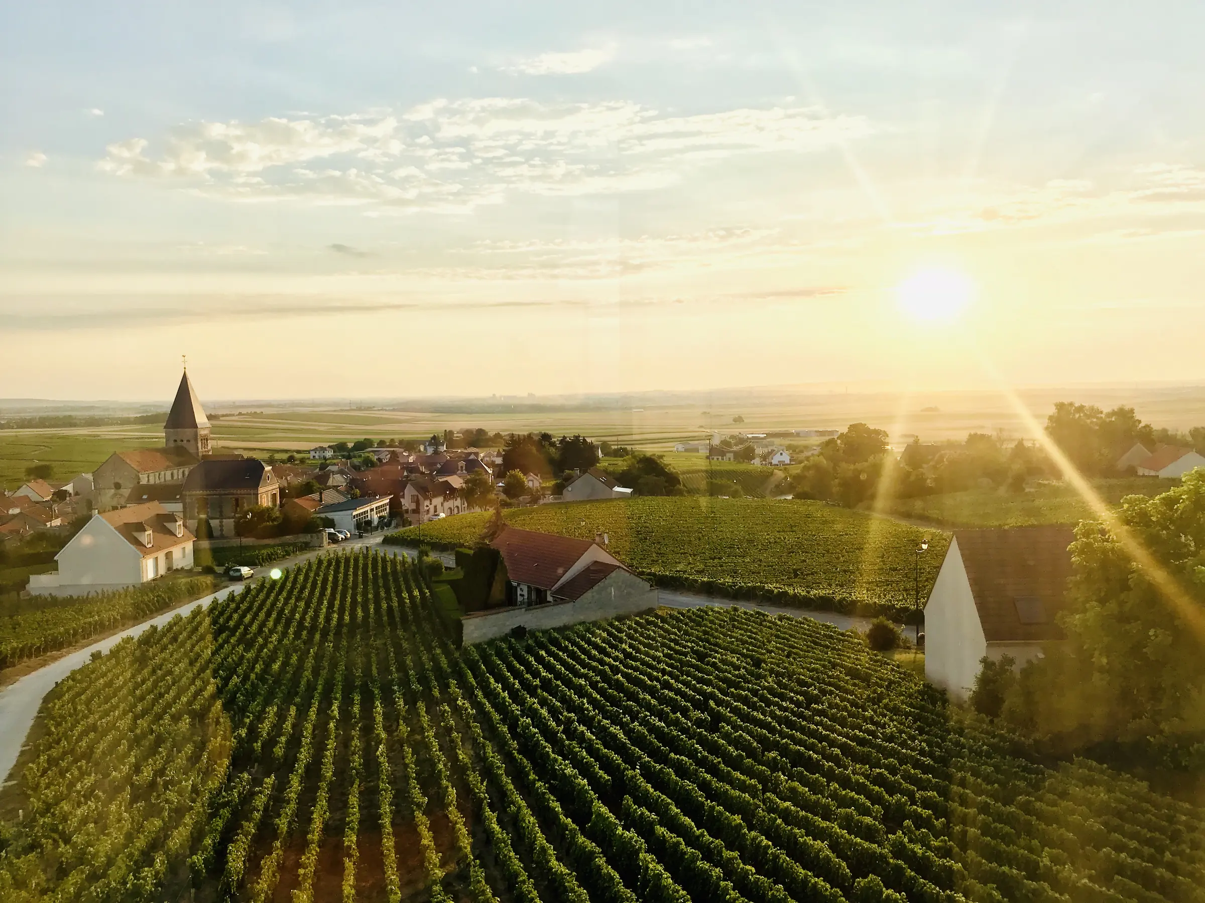 The vineyards of Sacy in Champagne at sunset