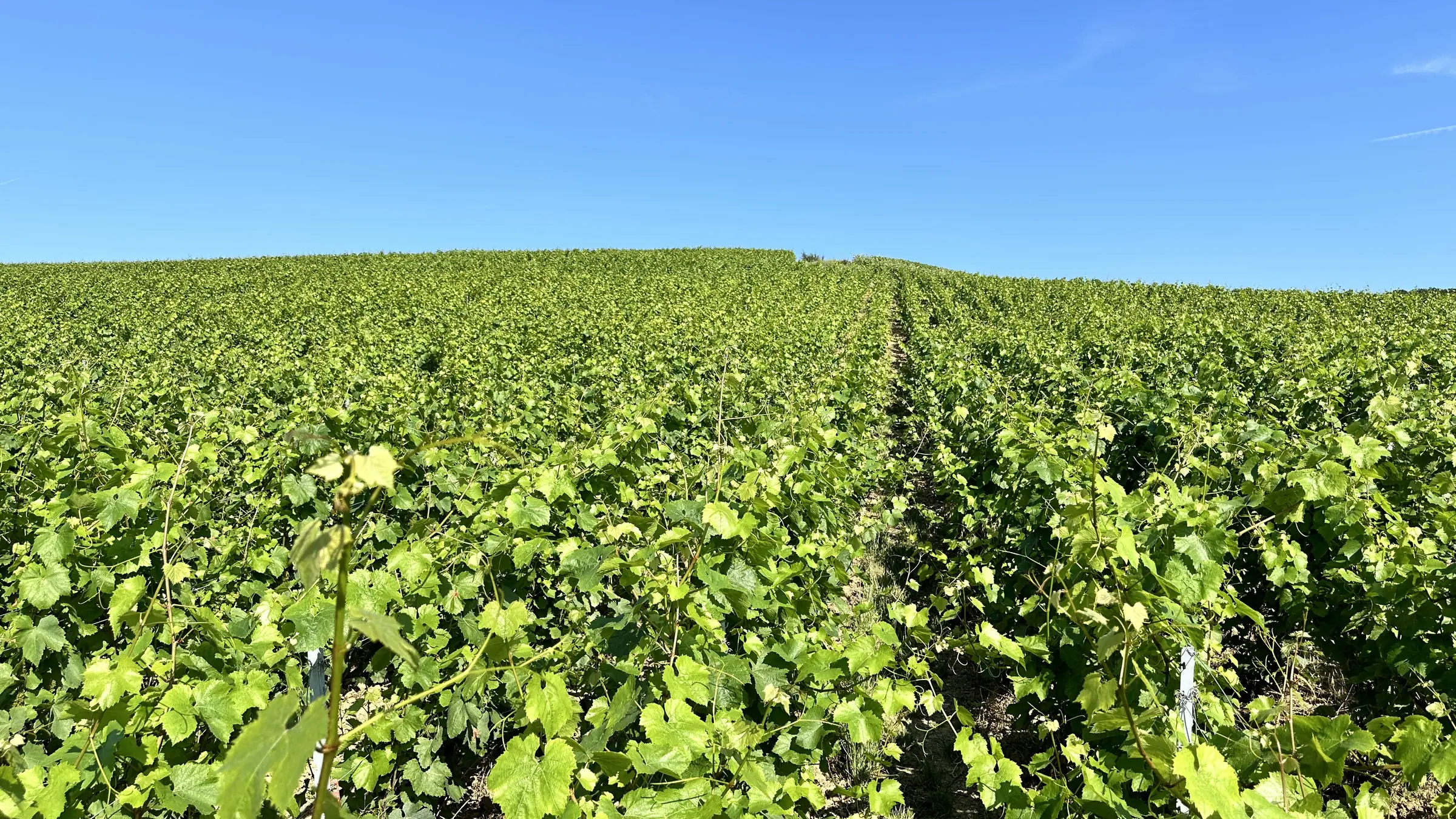 A vineyard in Champagne beneath a blue summer sky