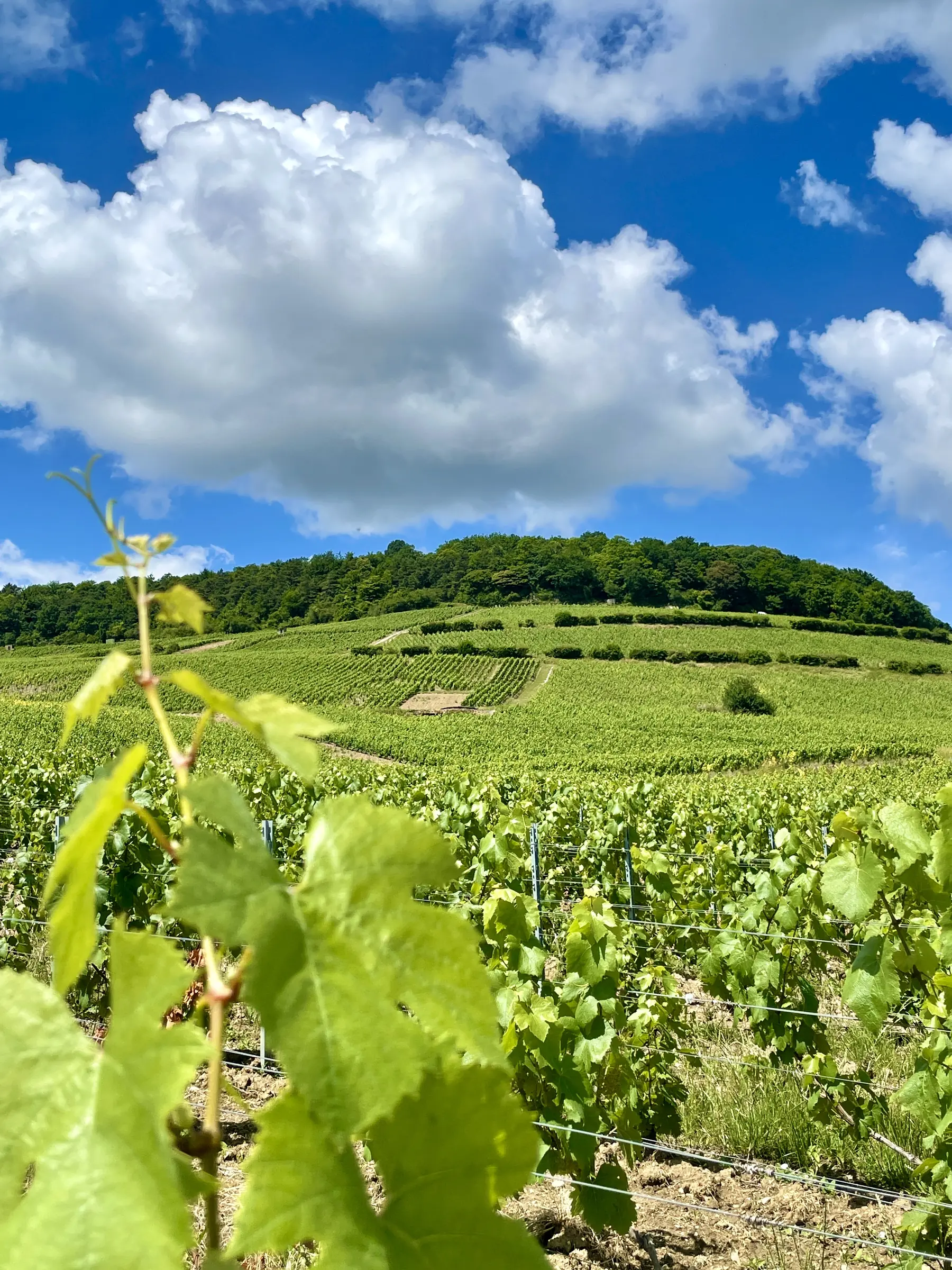 A vine and hillside vineyard in Champagne