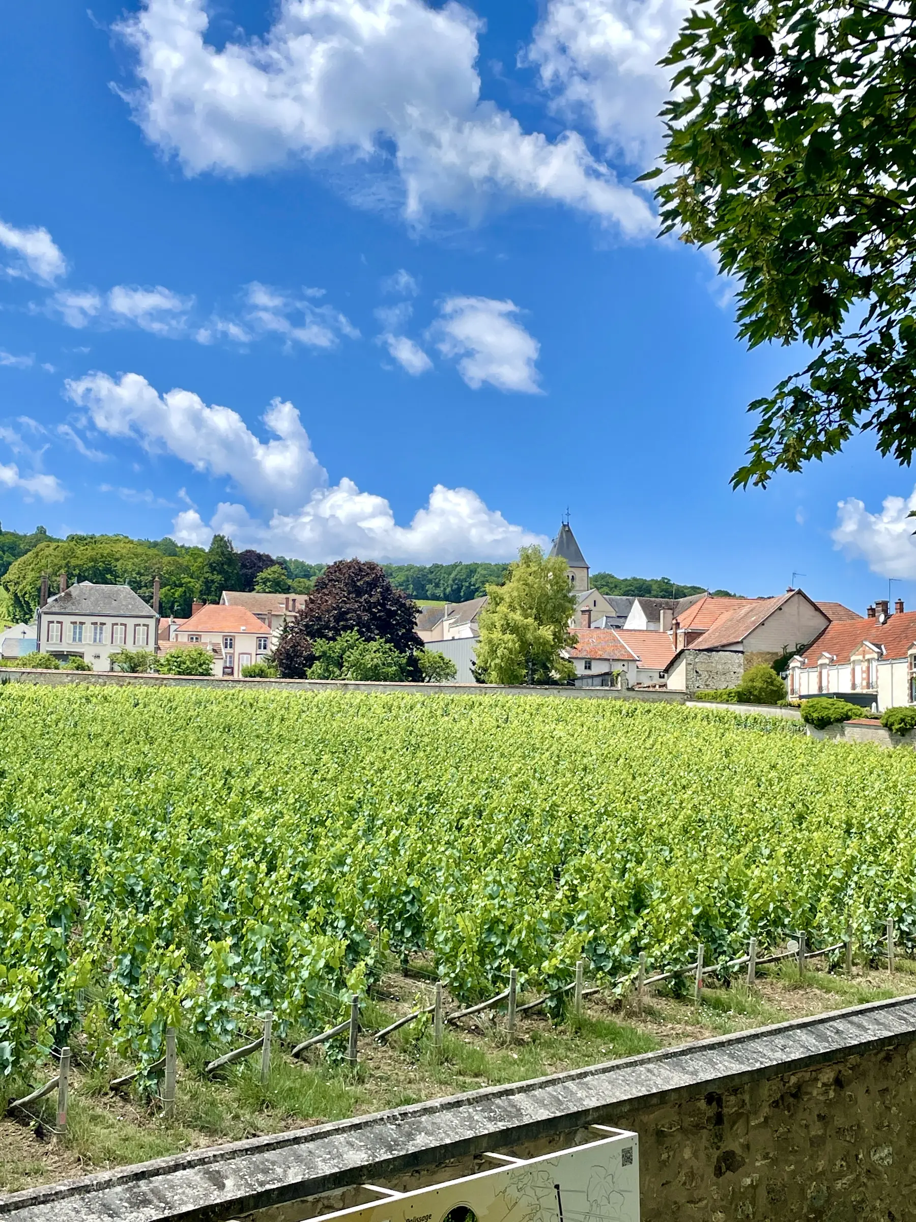 A village in Champagne beyond rows of vines