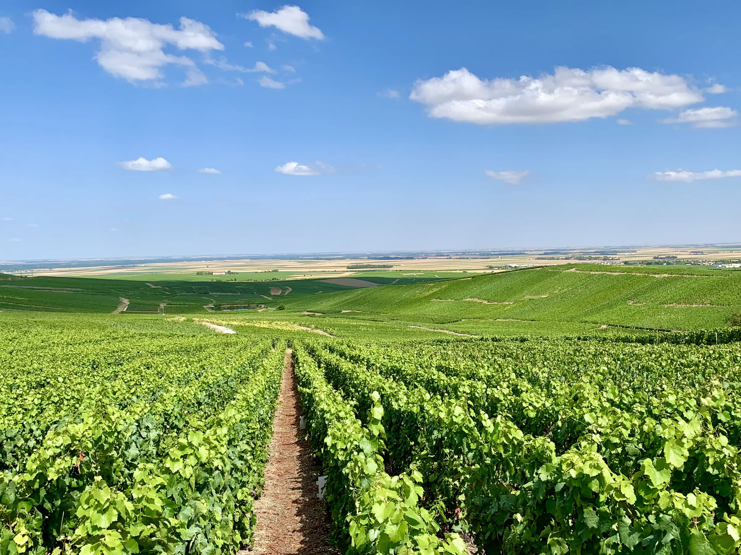 Rows of vines on the slopes of Champagne in clear summer light